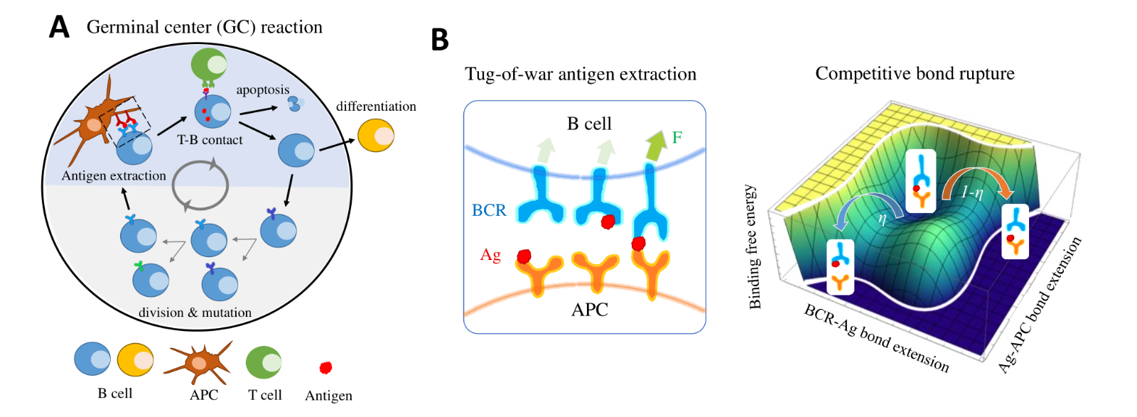 Diagram of the germinal center cycle and of a B cell pulling antigen from a presenting cell