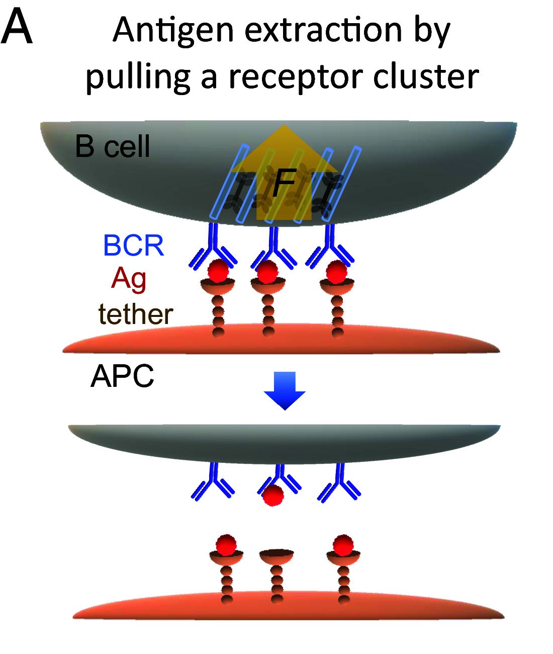 Cartoon of a B cell pulling a cluster of receptors bound to antigens tethered to a presenting cell